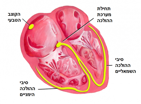 מה קוצבי לב עושים?