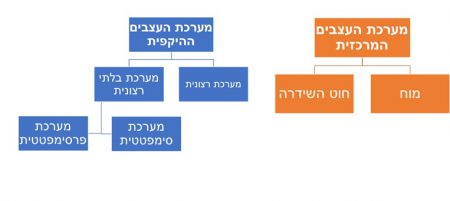 מה זה פרפרים בבטן?