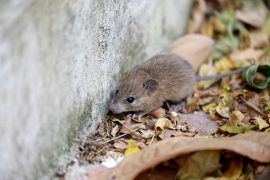 מה זה מחלת העכברת?
